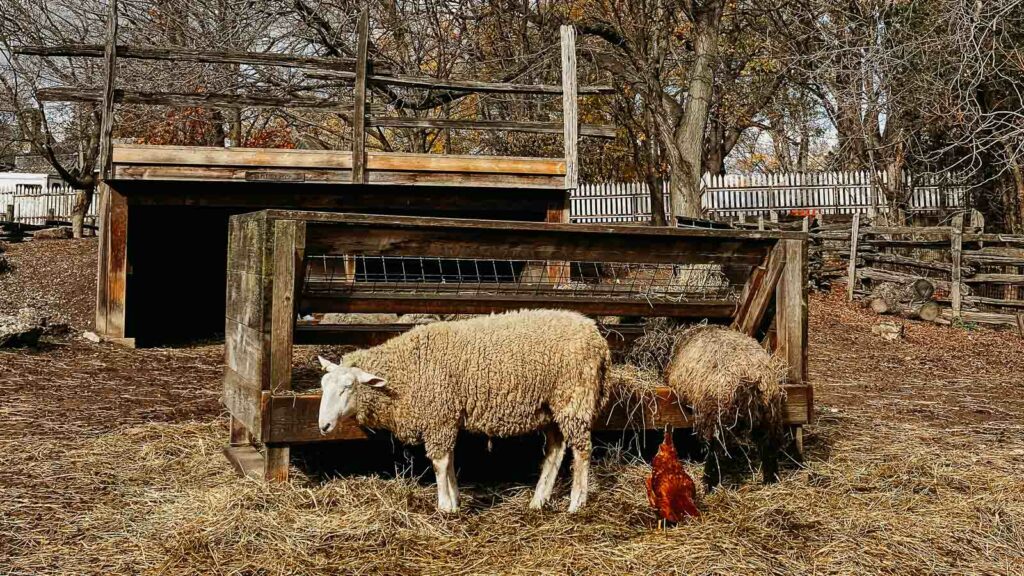 Sheep and  chicken at Riverdale Farm in Toronto in winter.